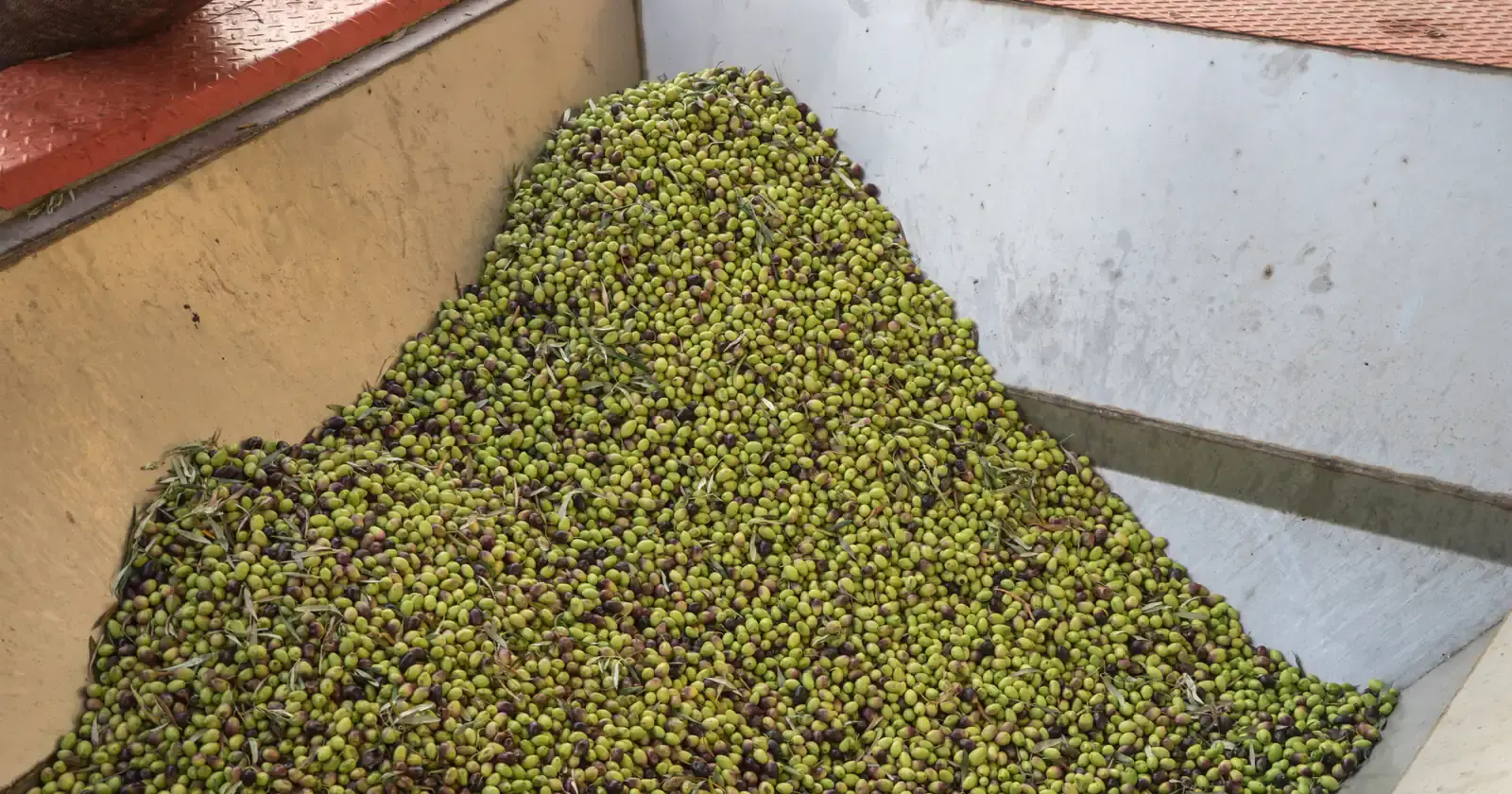 Un cumulo di olive appena raccolte, verdi e violacee con qualche foglia, nella vasca di un frantoio.