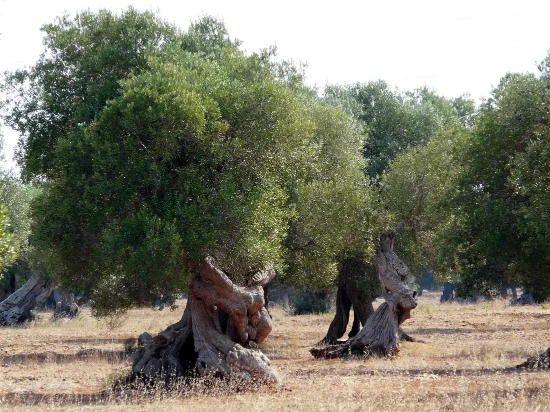 Ulivi secolari dai tronchi contorti in un campo di Torre Santa Susanna, in provincia di Brindisi.